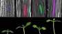 چگونه نور و دما با هم کار می کنند تا رشد گیاه را تحت تأثیر قرار دهند؟