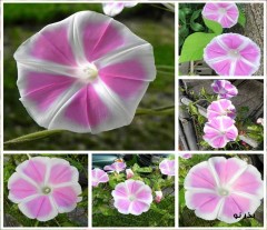Rare Fuji ivy seeds