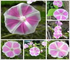 Rare Fuji ivy seeds