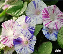 Blue Venice Carnival Seeds