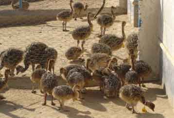 مجموعه آموزشی پروش شترمرغ