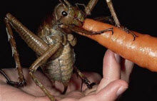 کشف بزرگترین حشره جهان که هویج میخورد! +عکس