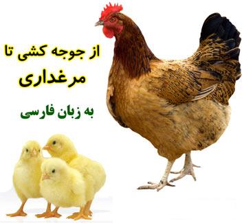 آموزش پرورش مرغ گوشتی و تخم گذار