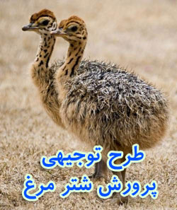 طرح توجیهی پرورش شتر مرغ + آموزش