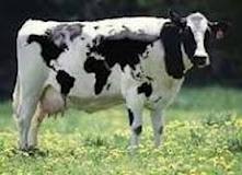 دانلود طرح های توجیهی پرورش گاو شیری و گوشتی