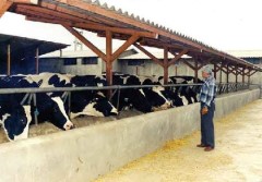 نقشه های ساخت گاوداری گوشتی