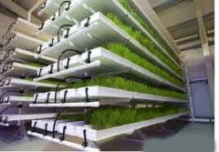 آموزش جامع تولیدعلوفه به روش هیدروپونیک(آبکشت)