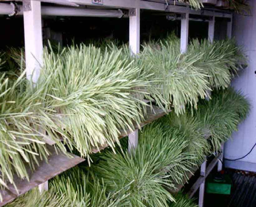 آموزش جامع تولیدعلوفه به روش هیدروپونیک(آبکشت)