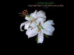 منتخبی از جملات قصار امیرالمومنین حضرت علی (ع) منتخبی از جملات قصار امیرالمومنین حضرت علی (ع)