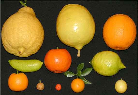 نرم افزار کاشت،داشت وبرداشت مرکبات به همراه فیلم آموزشی برداشت نگهداری