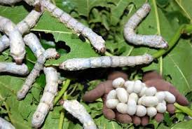 طرح توجیهی فنی ، مالی و اقتصادی  پرورش کرم ابریشـم